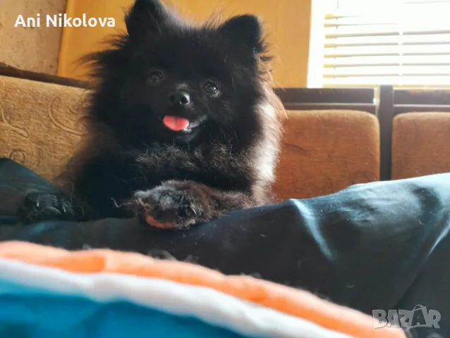 Мини померан женски, снимка 10 - Померан - 50411468