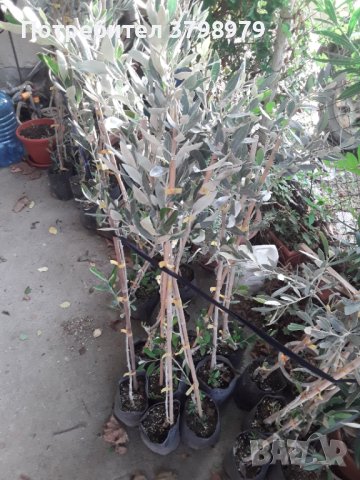 Маслинови дръвчета, маслини., снимка 2 - Градински цветя и растения - 42754872