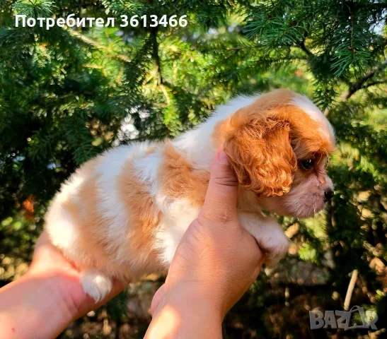 Кавалер Кинг Чарлз Шпаньол чистокръвни, снимка 13 - Кавалер кинг чарлз шпаньол - 55799909
