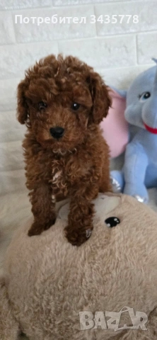 пудел той/poodle toy/, снимка 3 - Пудели - 49124306