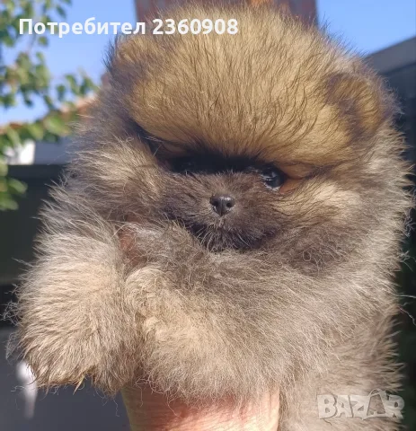 Женски померанчета 
