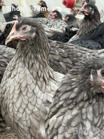 продавам ярки на 5месеца 