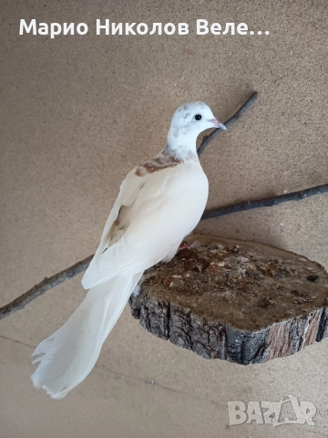 гугутки смехурки 