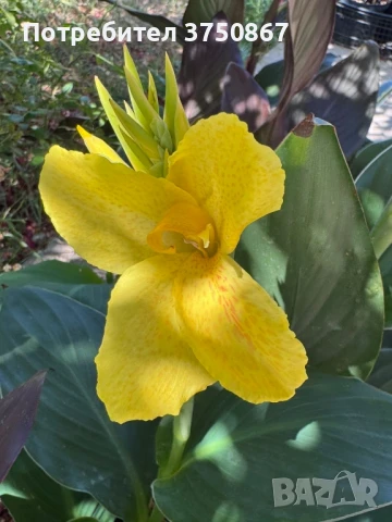 💞🌺💞 Canna CANNOVA / Кана 💞🌺💞, снимка 4 - Градински цветя и растения - 51003774