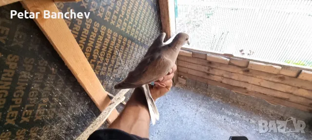 корели и скумруци 