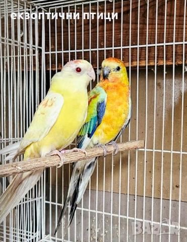 Продавам 3 двойки Пойни папагали , снимка 3 - Папагали - 52678971