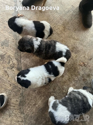 Каракачани, снимка 3 - Каракачанска овчарка - 46469229