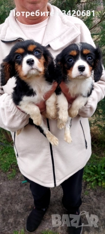 Кавалер кинг чарлз шпаньол , снимка 7 - Кавалер кинг чарлз шпаньол - 52989597