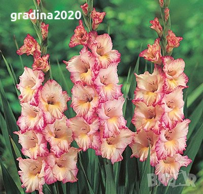 🌸 Луковици Гладиоли (Gladiolus), снимка 5 - Разсади - 53145180