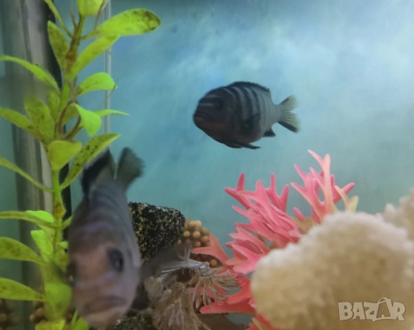 Африкански цихлиди - Псевдотрофеус Демасони, снимка 3 - Рибки - 51630546