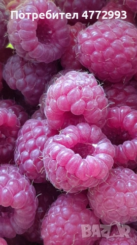 Разсад малини