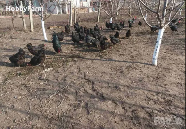 Оплодени яйца от "Черен Австралорп" / Яйца за люпене, снимка 2 - други­ - 48576142