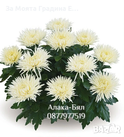 Хризантема разсад за юни месец!!, снимка 15 - Разсади - 54032482