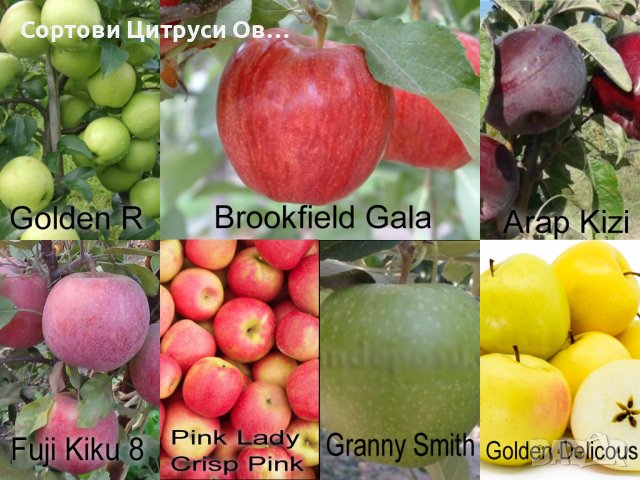 Ябълки Сортове, снимка 1 - Градински цветя и растения - 42573652