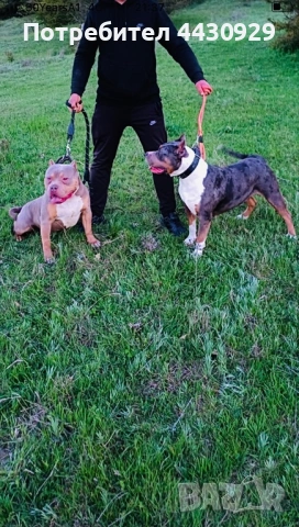 American Bully XL, снимка 11 - Други - 53135049