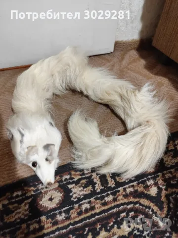 яка от лисица 