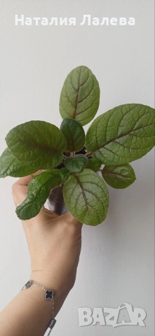 Синингия, Sinningia Summer Lyrics, снимка 2 - Стайни растения - 54188842