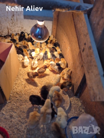 Продавам пилета и гъски, снимка 2 - Патици и гъски - 54177348