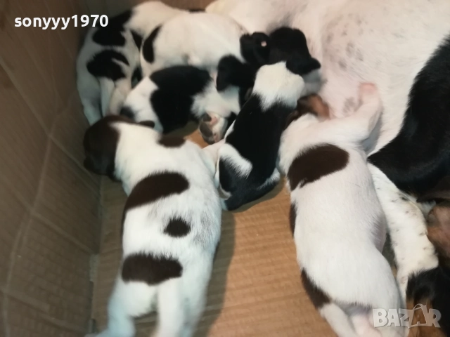 ДЖАК РЪСЕЛ-ПРОДАВАМЕ КУЧЕНЦА 250ЛВ ЗА БРОЙ 2908250958, снимка 14 - Джак ръсел териер - 51530695