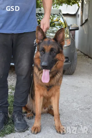 мъжка немска овчарка за разплод, снимка 3 - Немска овчарка - 48810532