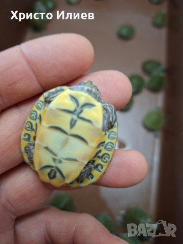 Продава жълтокоремни водни костенурки