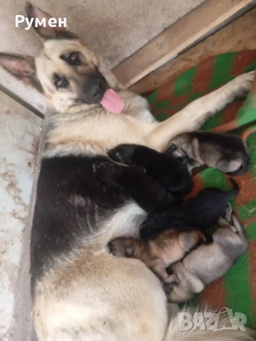 Чехословашки вълчак източно-европейска овчарка, снимка 6 - Други - 52428428