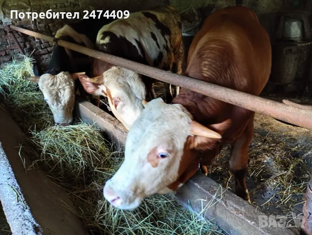  Мъжки угоени телета 