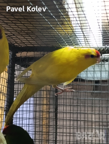 Коледна промоция на папагали , снимка 5 - Папагали - 52658143