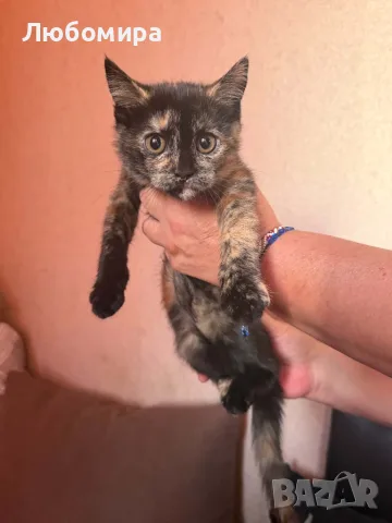 Подарявам котенце 