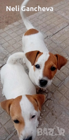 Очарователни Джак Ръсел Териери търсят нов дом!, снимка 3 - Джак ръсел териер - 49356884