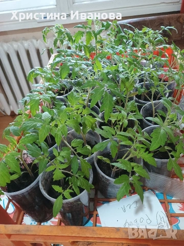 Продавам разсад домати по 0,70 евро , снимка 3 - Разсади - 54165405