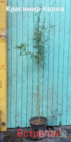 Подправки, билки, лечебни, екзотични растения, снимка 5 - Градински цветя и растения - 42253505