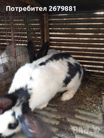 Бременна зайка порода пеперуда , снимка 2 - Други - 52790781