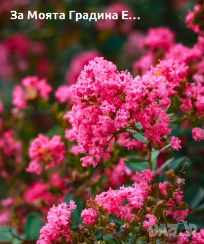 Индийски люляк - Лагерстремия , снимка 2 - Градински цветя и растения - 54032242