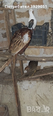 Продавам фазани