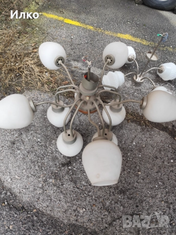 Полилей антика