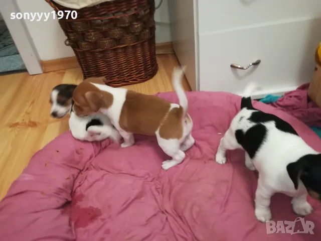 ДЖАК РЪСЕЛ-БЕБЕТА ДЖАКОВЕ-ВИДИН 0302251844, снимка 17 - Джак ръсел териер - 48948026