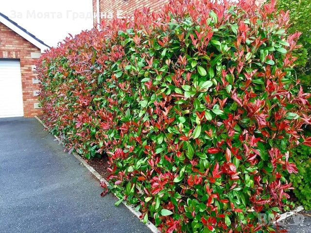 Фотиния за жив плет 2вида , снимка 7 - Градински цветя и растения - 54020526