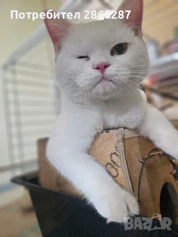 британец за разплод, снимка 10 - Британска късокосместа - 50420839