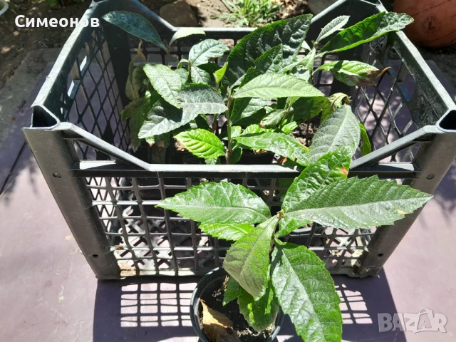 Японска мушмула фиданки