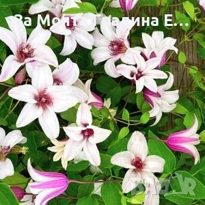 Клематис 33 вида , снимка 18 - Градински цветя и растения - 54019855