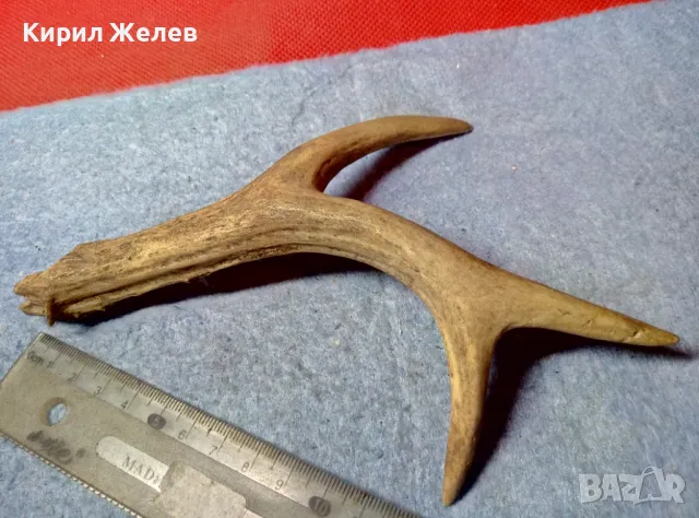 СТАР МАЛЪК ЕЛЕНОВ РОГ За КОЛЕКЦИЯ ЛОВНА ХИЖА ТЕМАТИЧЕН ИНТЕРИОР ДРЪЖКА За НОЖ 47626, снимка 3 - Други ценни предмети - 47562352