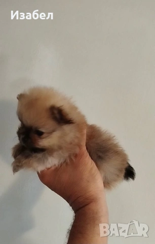 Померани , снимка 2 - Померан - 54283258