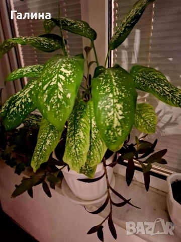 Дифенбахия + Пурпорно сърце, снимка 7 - Стайни растения - 51187234