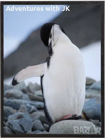 Авторски фотопринт "Пингвин Полицай в Антарктика" в черна рамка от MDF с размер 30х40 см