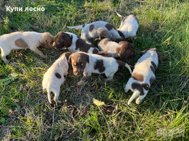 Кученца за трюфели , снимка 6 - Други - 51565937