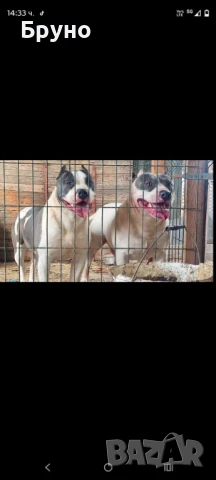 Продавам американско Були мъжко и женско , снимка 2 - Други - 51364621