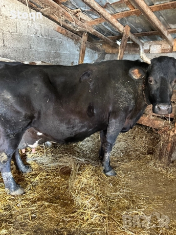 Продавам 2 Крави