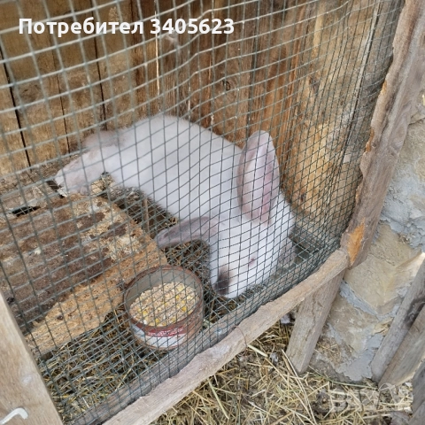 зайци мъжки и женски на различна възраст , снимка 15 - Други - 46286845