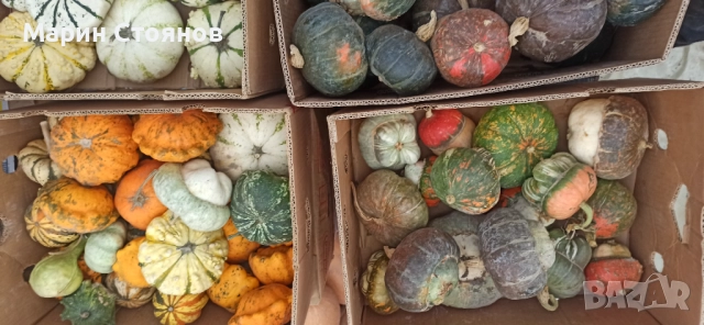 Тикви за декорация, снимка 6 - Градински цветя и растения - 52455847